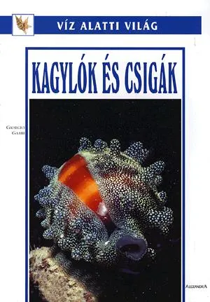 Kagylók és csigák Különleges ajánlat