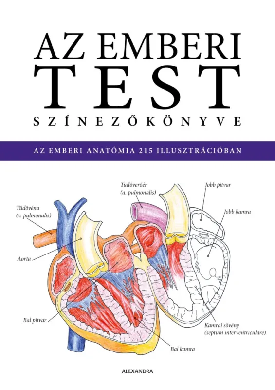 Az emberi test színezőkönyve Gyors szállítás