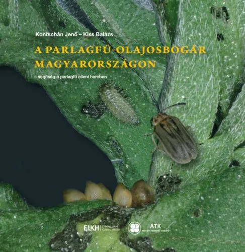 Azonnal elérhető A parlagfű-olajosbogár Magyarországon